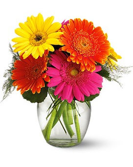 Gerbera Delight