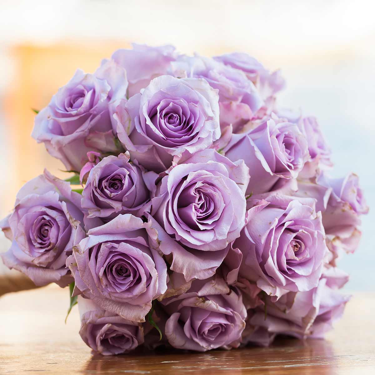 lavender flower rose 6 Lavender Roses in a Vase