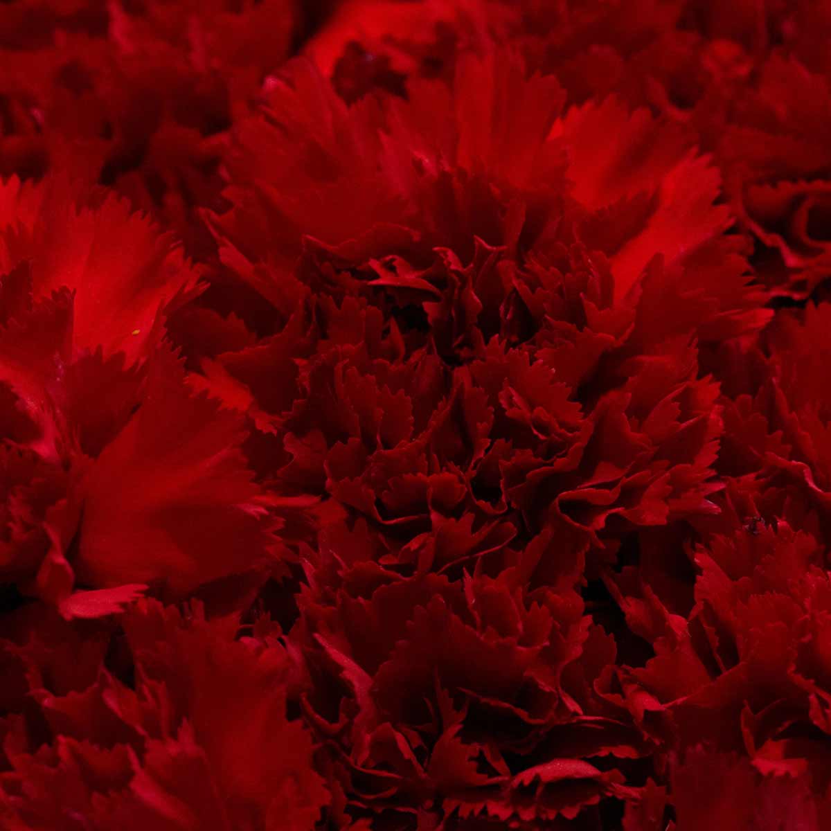 Red Carnations