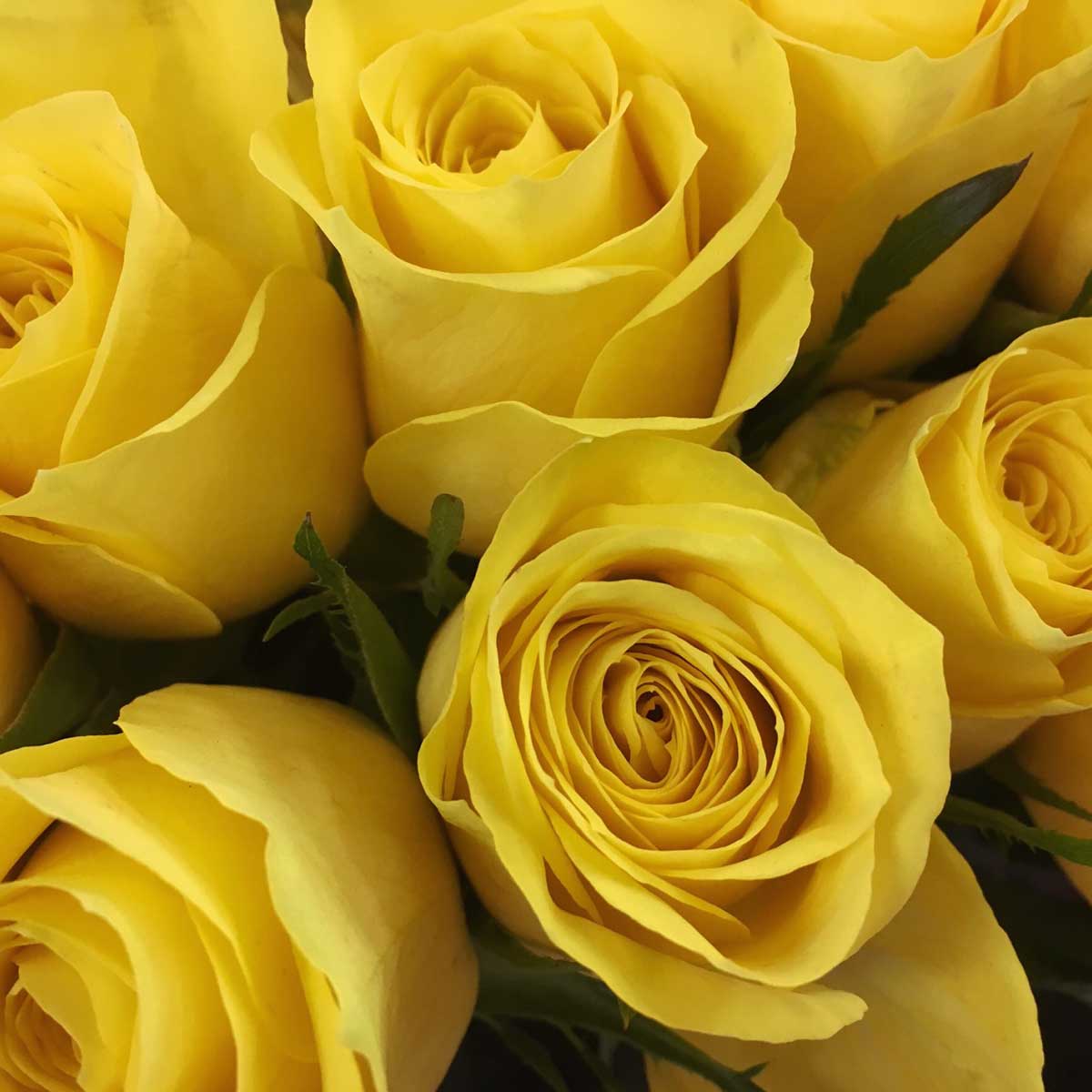 12 Yellow Roses in a Vase