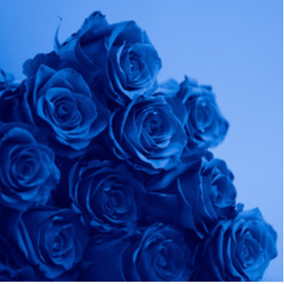 Six Blue Roses