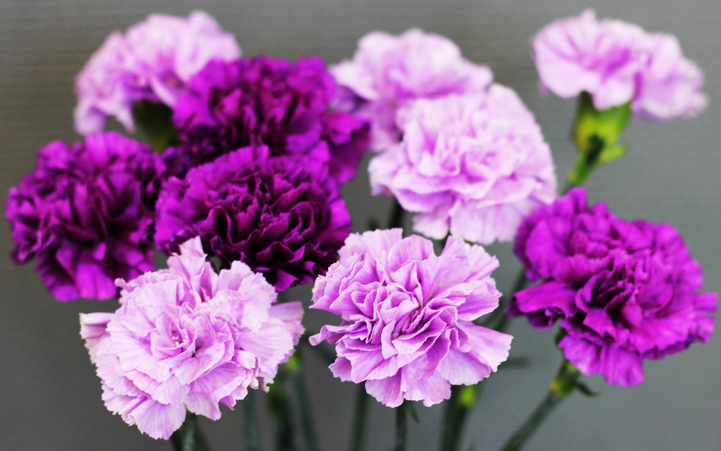 Lavender Carnation Bouquet