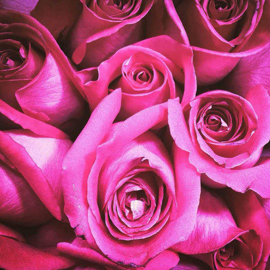 12 Hot Pink Roses in a Vase