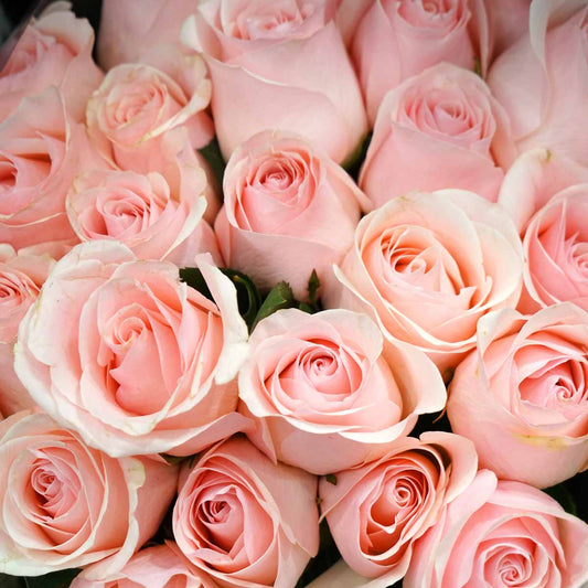 12 Baby Light Pink Mondial Roses