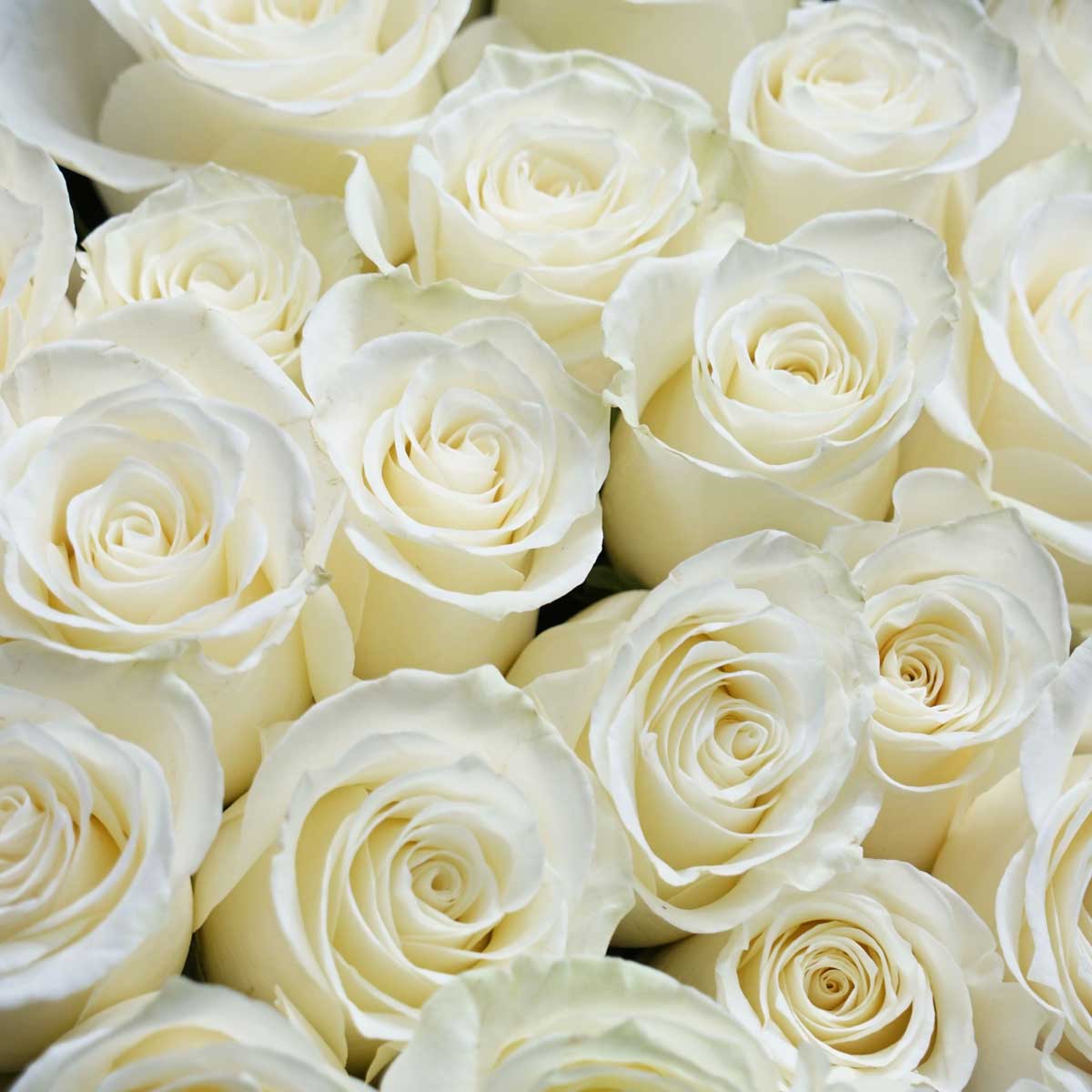 6 White Roses in a Vase